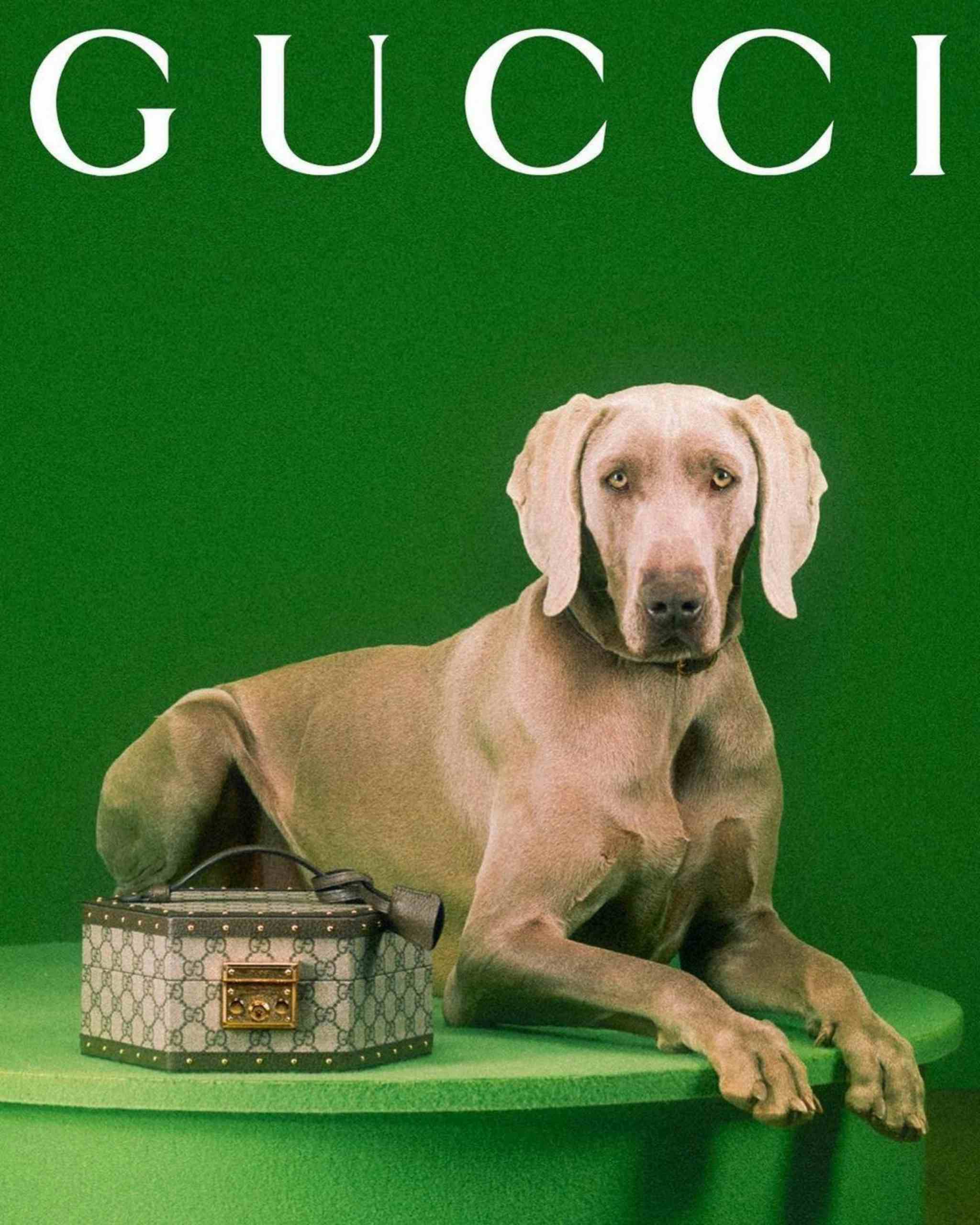 GUCCI -  Gucci Pet Collection
Photographer: Max Siedentopf
