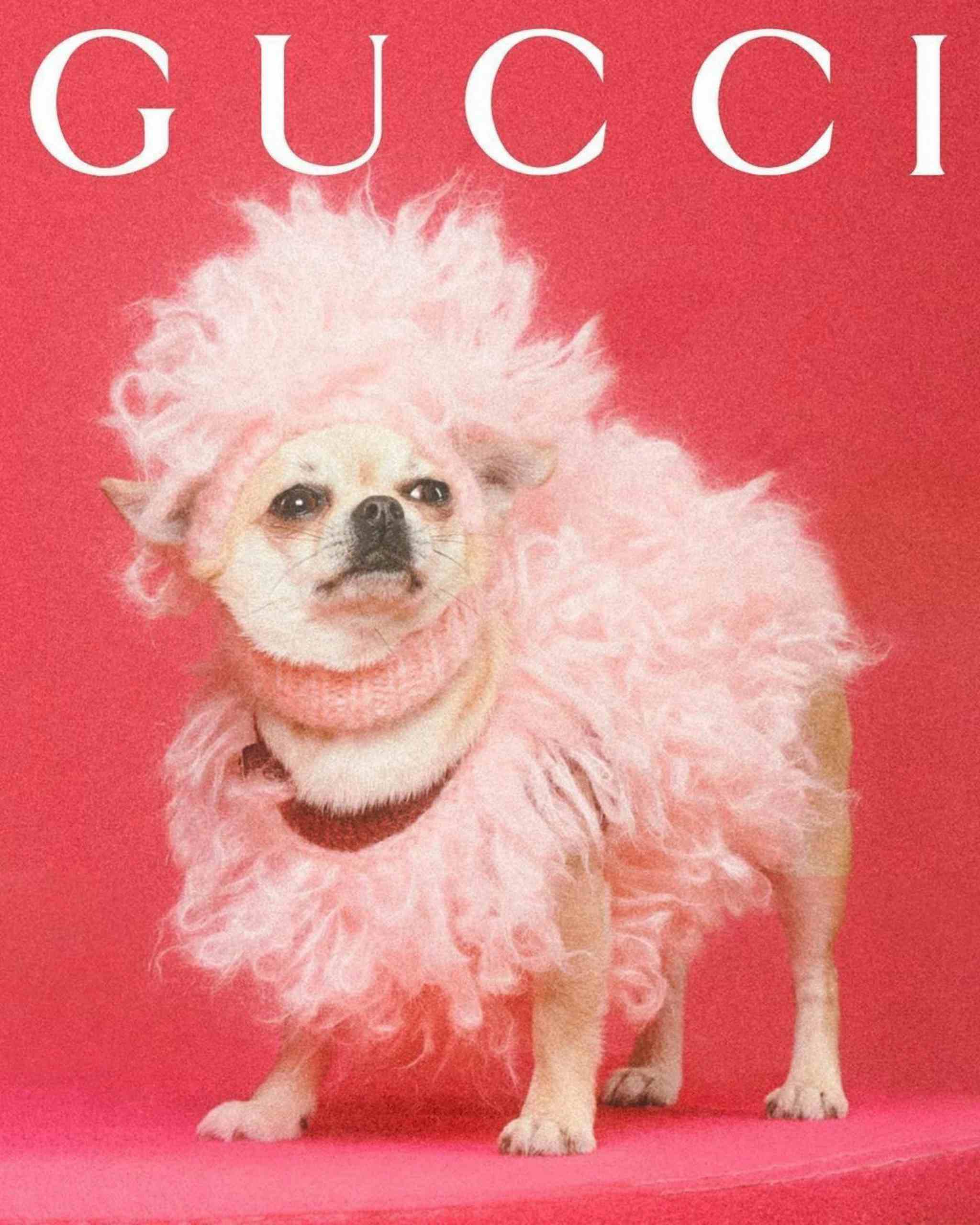 GUCCI -  Gucci Pet Collection
Photographer: Max Siedentopf
